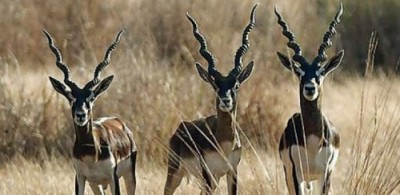 blackbuck national park velavadar