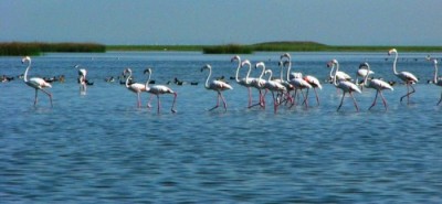 nal sarovar bird sanctuary