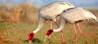 keoladeo national park