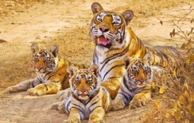 sariska tiger reserve