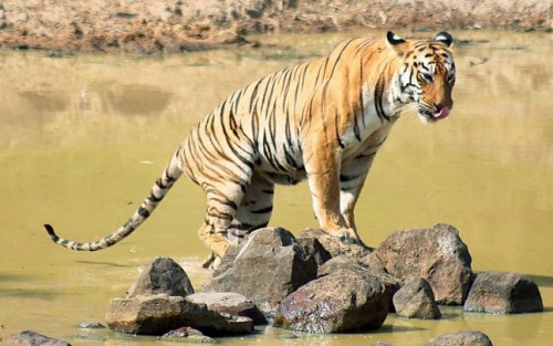 panna national park