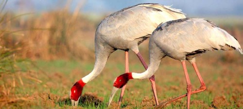 keoladeo national park