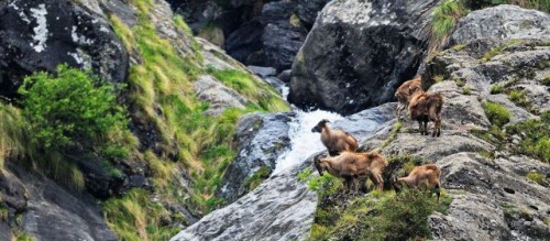great himalayan national park