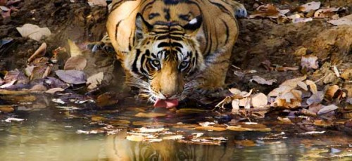 bandhavgarh national park